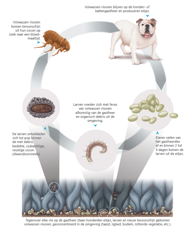 Gelijkwaardig Maken Algemeen PetDialog - Hoe kan uw dierenarts jeuk bij uw hond verlichten? | Zoetis